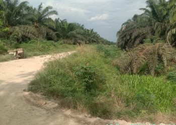Direktur PT Palm Lestari Makmur Mengatakan Lahan Sawit PT Saya Baik – Baik Saja???