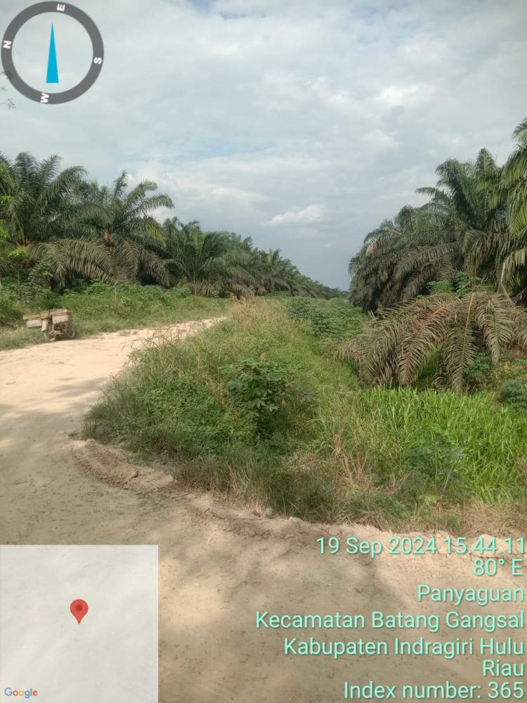 Direktur PT Palm Lestari Makmur Mengatakan Lahan Sawit PT Saya Baik – Baik Saja???