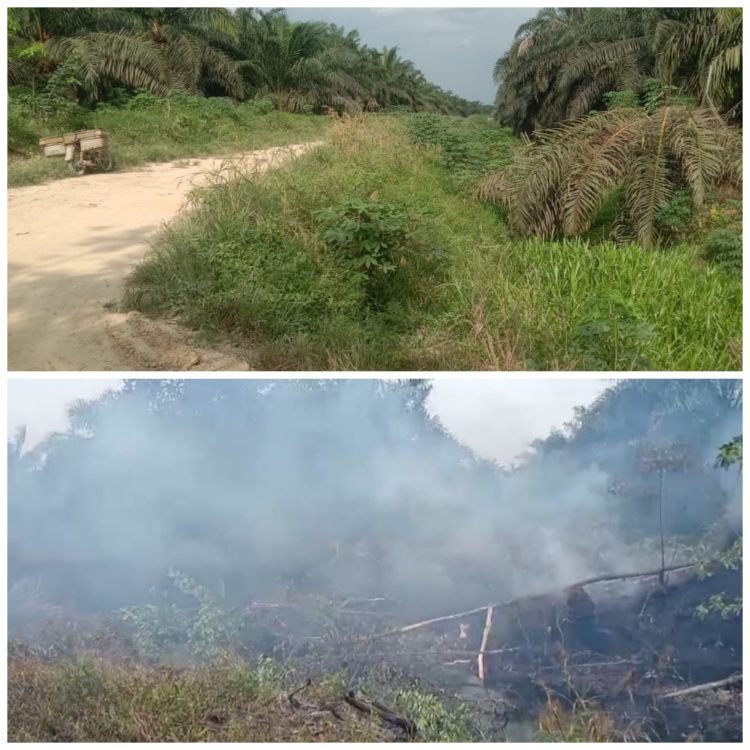 Kebakaran Lahan Kebun Sawit PT PALM Diduga Belum Ada Yang Ditetapkan Sebagai Tersangka
