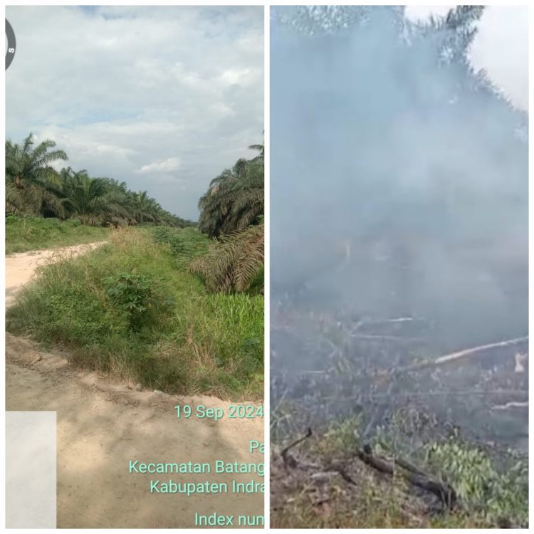 Kebakaran Lahan Kebun Sawit PT PALM Diduga Belum Ada Yang Ditetapkan Sebagai Tersangka