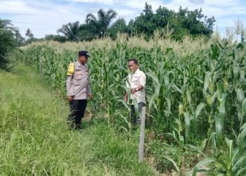 Polsek Kuantan Hilir Lakukan Pengecekan Tanaman Jagung Manis Dukung Program Ketahanan Pangan ASTA CITA Presiden RI