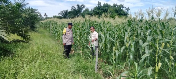 Polsek Kuantan Hilir Lakukan Pengecekan Tanaman Jagung Manis Dukung Program Ketahanan Pangan ASTA CITA Presiden RI