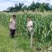 Polsek Kuantan Hilir Lakukan Pengecekan Tanaman Jagung Manis Dukung Program Ketahanan Pangan ASTA CITA Presiden RI