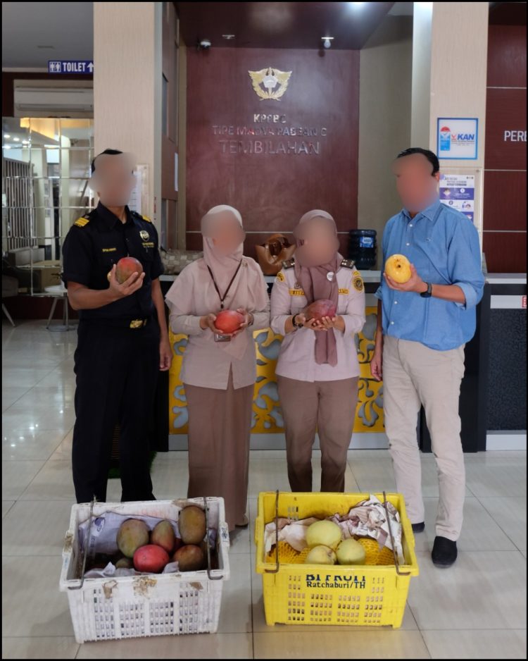 Bea Cukai Tembilahan Gagalkan Upaya Pemasukan 15 Ton Mangga Ilegal Ke Wilayah Indragiri Hilir