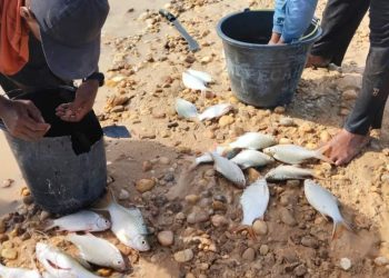 Diduga Kuat Sungai Singingi Tercemar Limbah PT. SIM