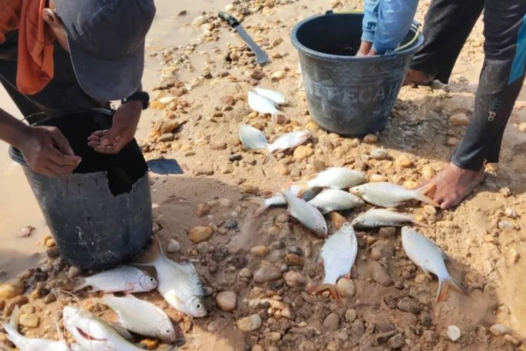 Diduga Kuat Sungai Singingi Tercemar Limbah PT. SIM