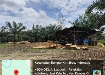 Diduga Kebal Hukum..!! Ilegal Logging Terbesar Berpotensi Keuntungan Miliaran Rupiah Lokasi Tidak Jauh Dari Kantor Polsek Kampar Kiri