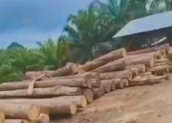 Diduga Shawmil – Shawmil Ilegal Kuatan Mudik – Kuansing Tidak Tersentuh Hukum