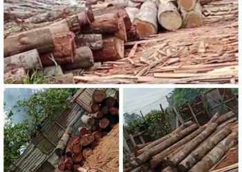 Diduga Kuat Skandal Illegal Logging di Kabupaten Kampar Dilindungi Aparat Penegak Hukum Dan Ninik Mamak