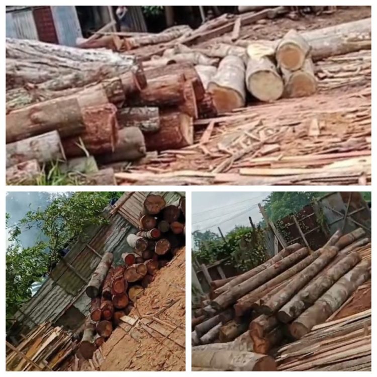 Diduga Kuat Skandal Illegal Logging di Kabupaten Kampar Dilindungi Aparat Penegak Hukum Dan Ninik Mamak