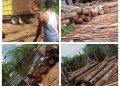 Disinyalir…!! Tanpa Keterlibatan Oknum Aparat Penegak Hukum, Illegal Logging Tak Akan Berjalan