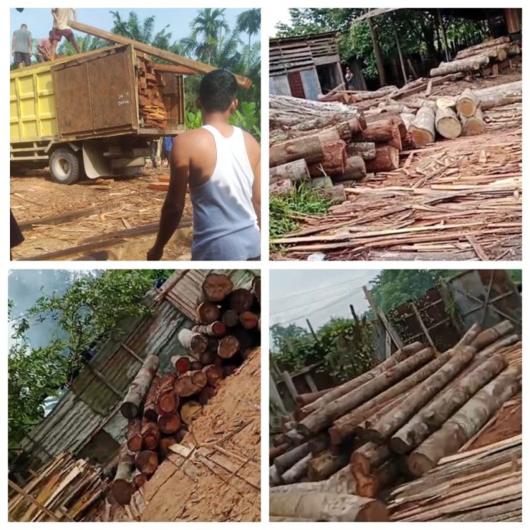 Disinyalir…!! Tanpa Keterlibatan Oknum Aparat Penegak Hukum, Illegal Logging Tak Akan Berjalan