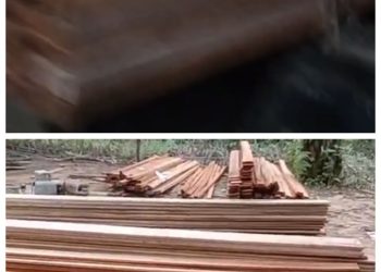 Diduga Indian Sitorus Bebas Melakukan Aktivitas Illegal Logging di Kawasan Hutan Lindung, Kinerja Aparat Penegak Hukum Dipertanyakan