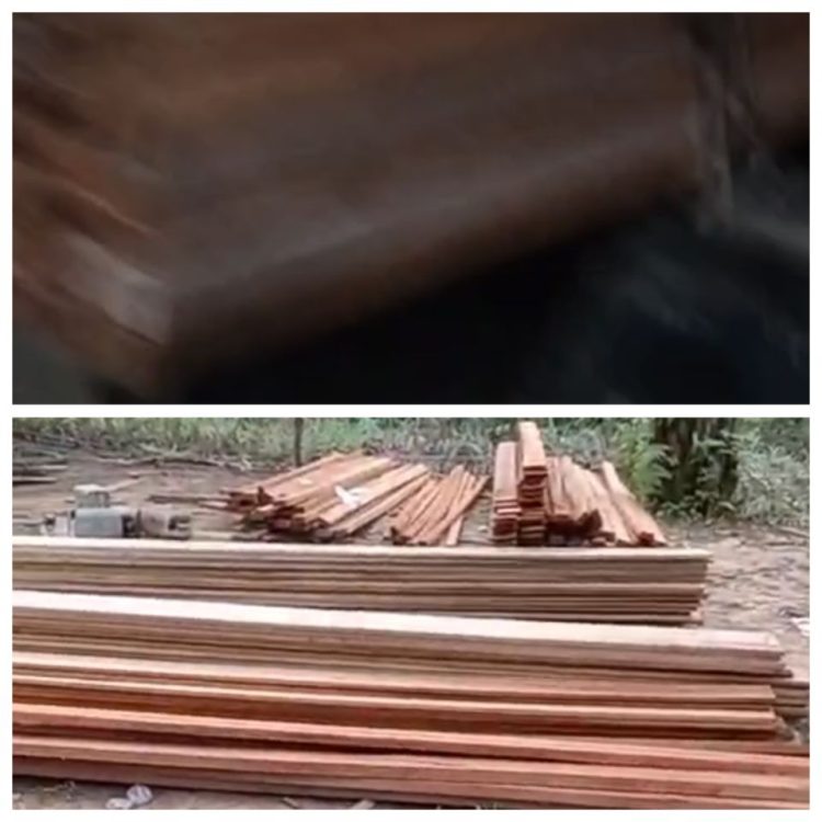 Diduga Indian Sitorus Bebas Melakukan Aktivitas Illegal Logging di Kawasan Hutan Lindung, Kinerja Aparat Penegak Hukum Dipertanyakan