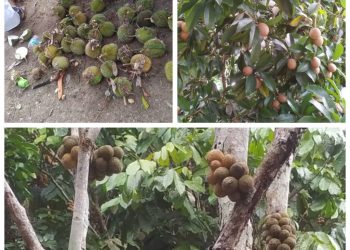 Pemerintah Diharapkan Dukung Pengembangan Komoditas Buah Lokal dan Wisata Pantai Yang Sedang Berjalan