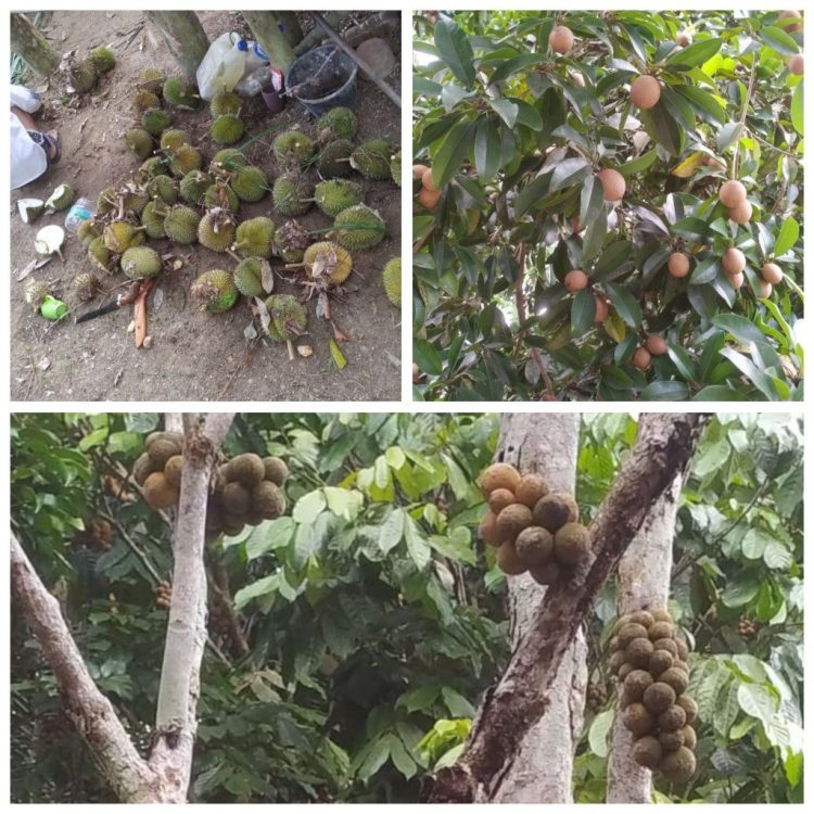 Pemerintah Diharapkan Dukung Pengembangan Komoditas Buah Lokal dan Wisata Pantai Yang Sedang Berjalan