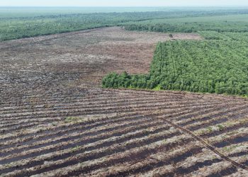 WALHI Riau Sambut Pencabutan Izin PT SRL dan PT SSL, Desak Pemulihan Lingkungan dan Penertiban Korporasi Perusak