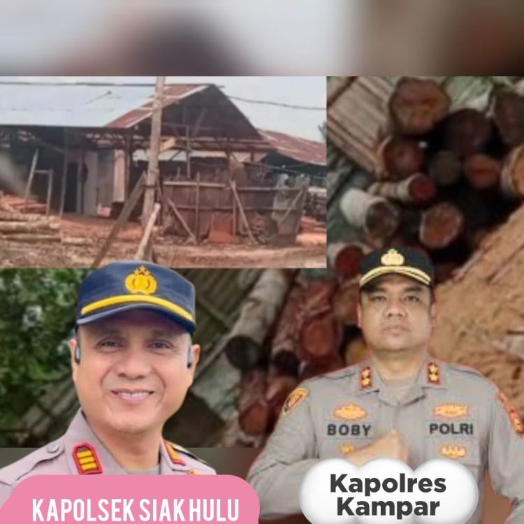 “Di Balik Sunyi Penegakan Hukum: Dugaan Jaringan Sawmill Ilegal Menggerogoti Hutan Kampar”