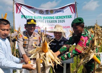 “POLSEK KAMPAR KIRI GANDENG PT. SURYA AGRO & KELOMPOK TANI – PANEN RAYA JAGUNG PIPIL 2 HA, HASILNYA KE BULOG”