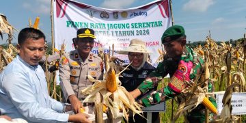 “POLSEK KAMPAR KIRI GANDENG PT. SURYA AGRO & KELOMPOK TANI – PANEN RAYA JAGUNG PIPIL 2 HA, HASILNYA KE BULOG”
