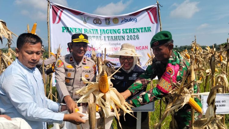 “POLSEK KAMPAR KIRI GANDENG PT. SURYA AGRO & KELOMPOK TANI – PANEN RAYA JAGUNG PIPIL 2 HA, HASILNYA KE BULOG”
